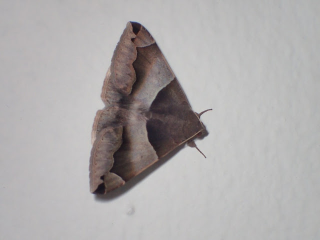 Dysgonia stuposa Dysgonia stuposa