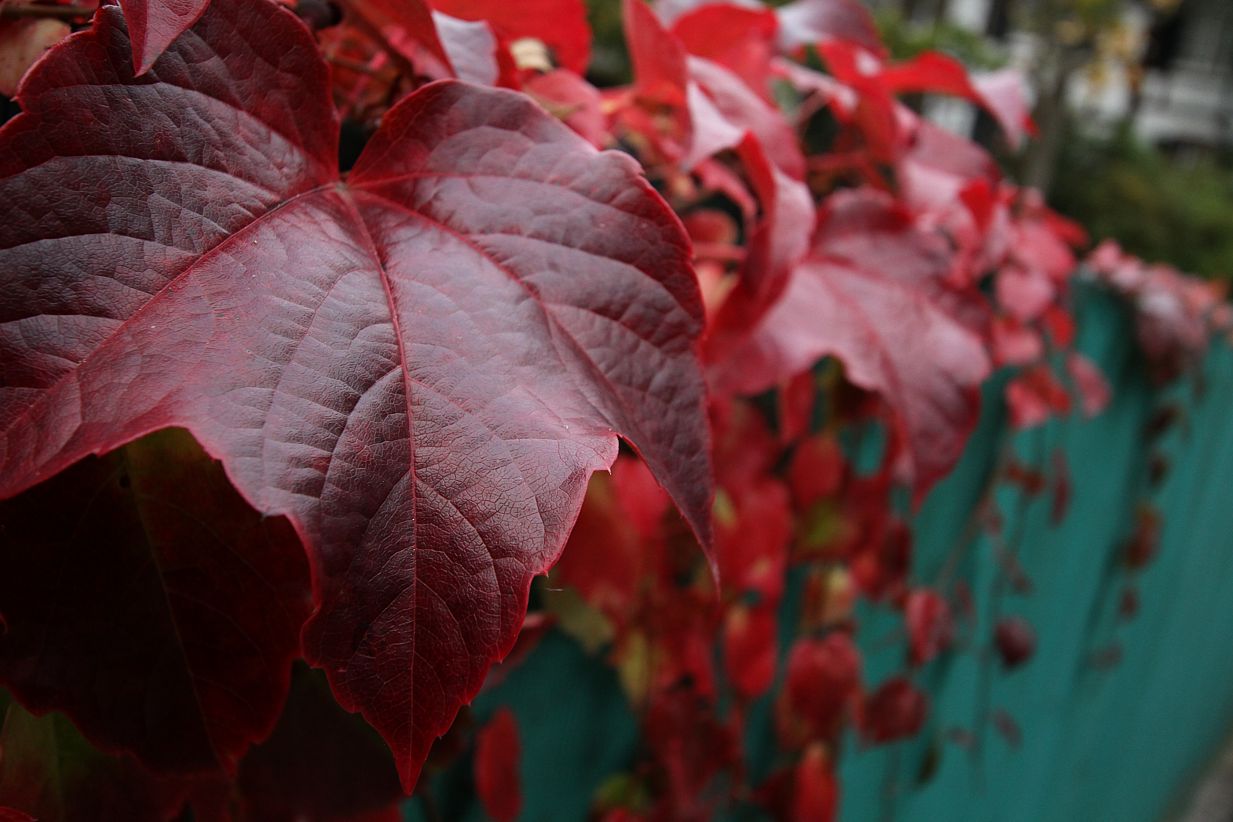 Planta de vid roja