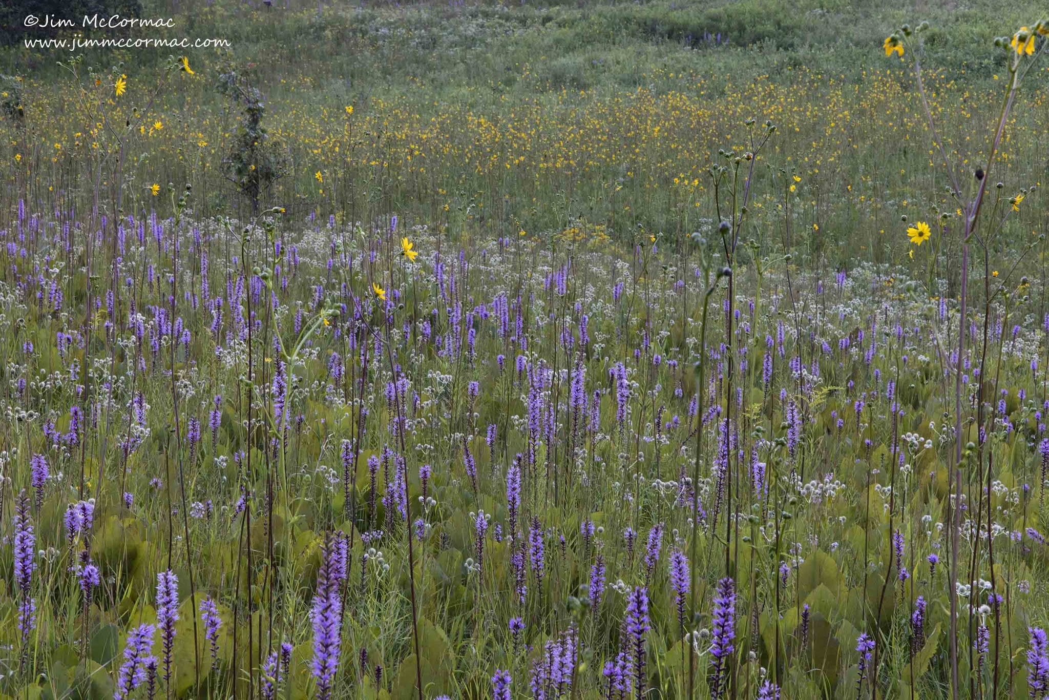 Ohio Birds and Biodiversity: Chaparral Prairie, looking splendid