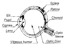 All things Collie: CEA - Collie Eye Anomaly
