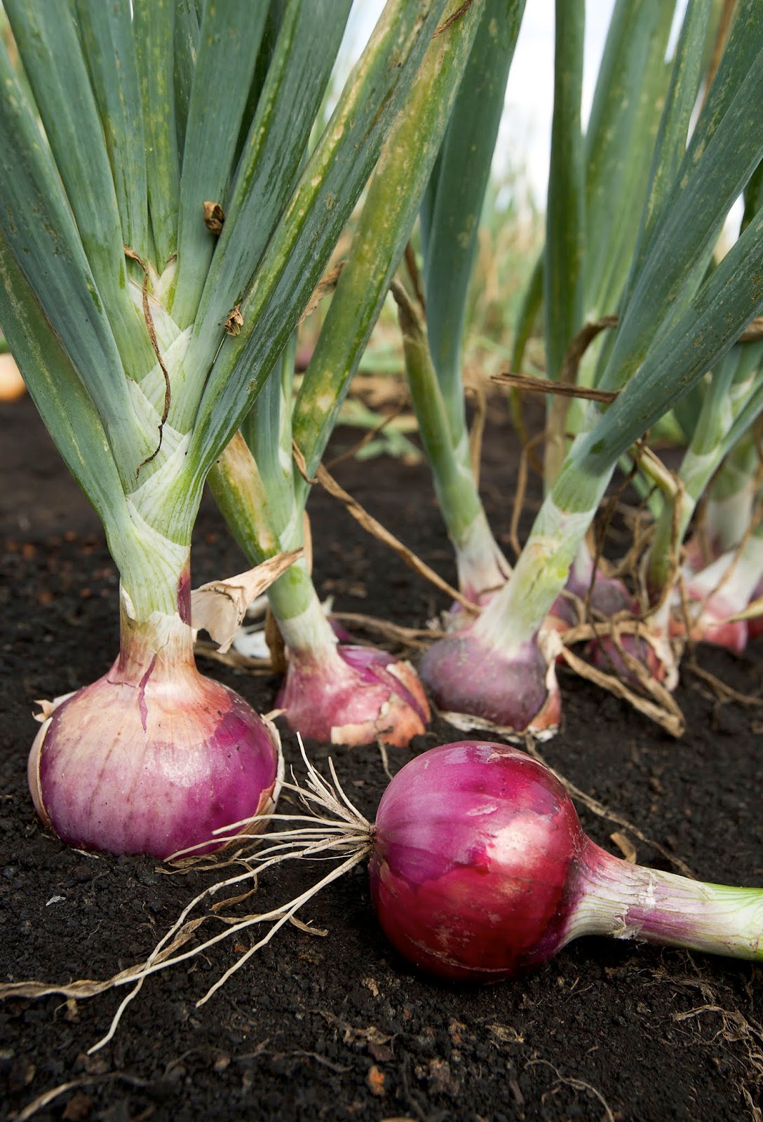 Discover the Power of Links Onions with Asap URL