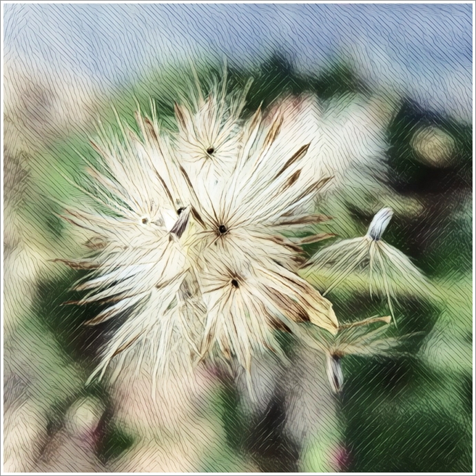 My Image 31
