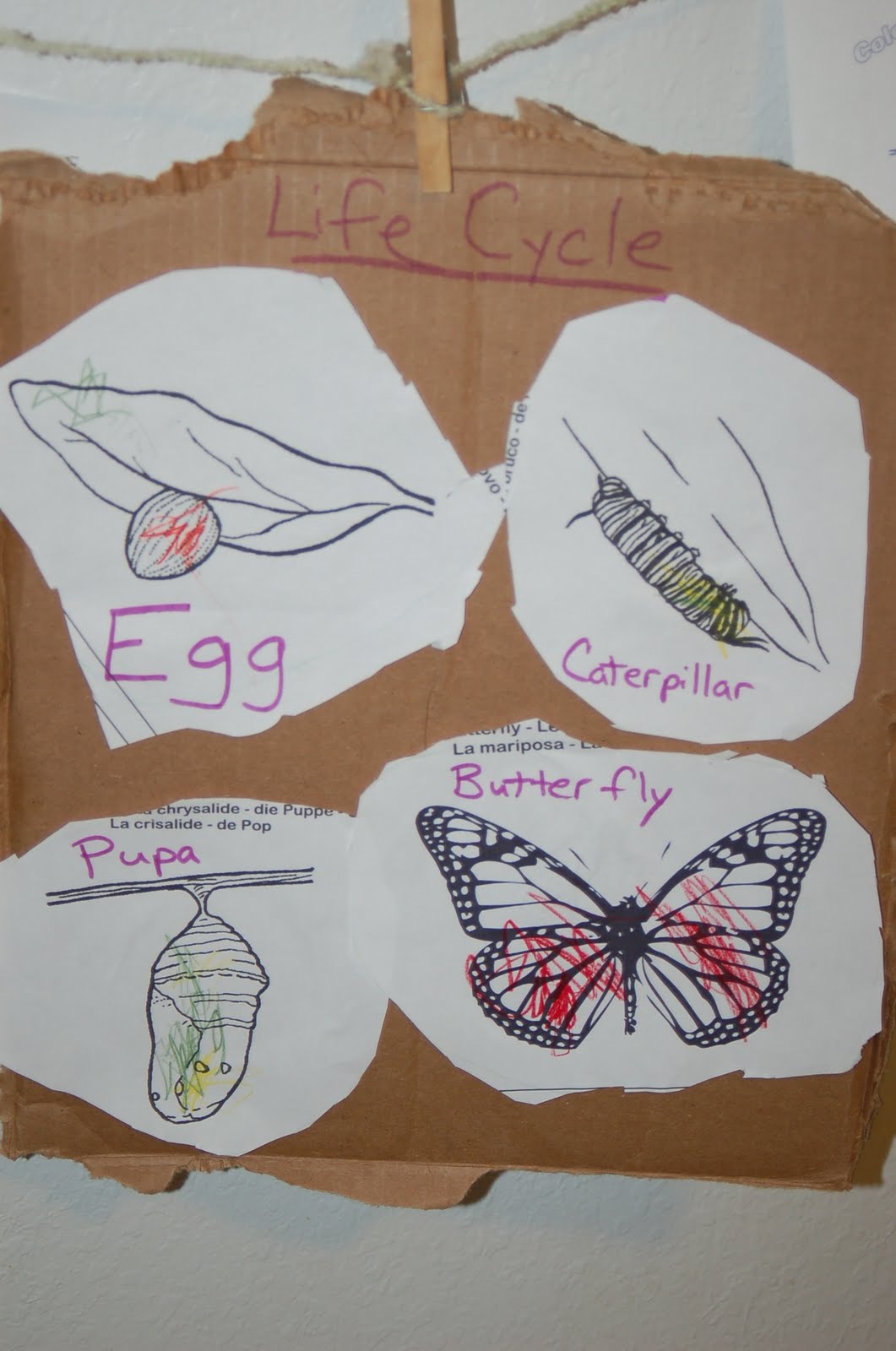 Butterfly Life Cycle Craft- SIMPLE