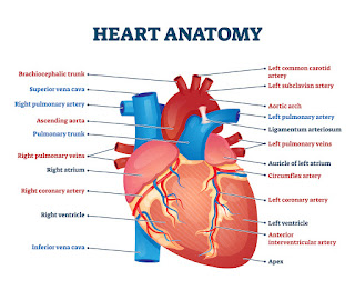 heart anatomy