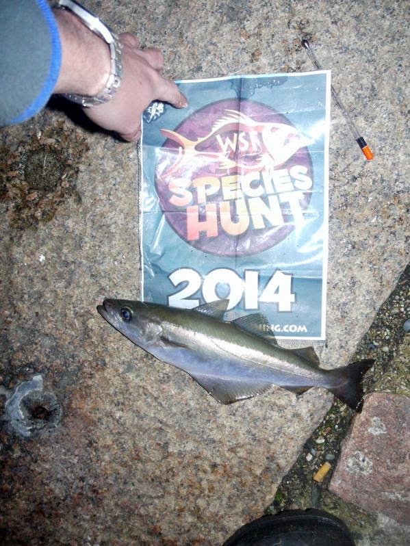 Fishing Jersey Channel Islands WSF Species Hunt Shore 2014