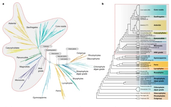 Realizan el árbol evolutivo más completo para las plantas hasta la fecha. Realizan el árbol evolutivo más completo para las plantas hasta la fecha.