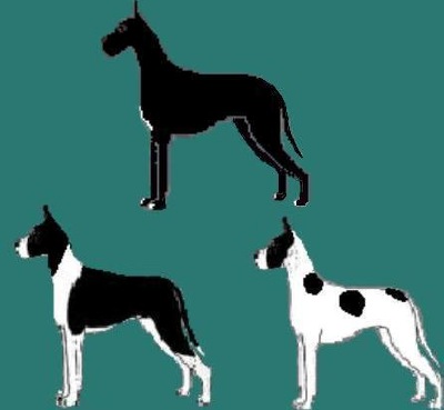 Dogue alemão boston Clearance