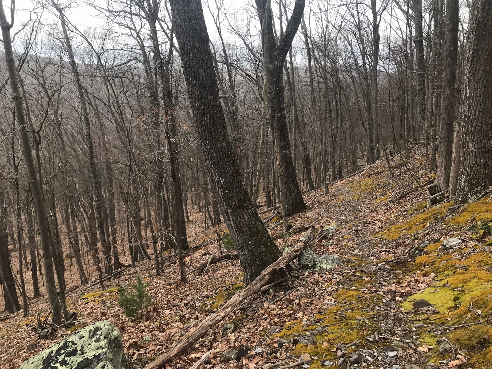 Wandering Virginia Mill Mountain Trail (Near Goshen)