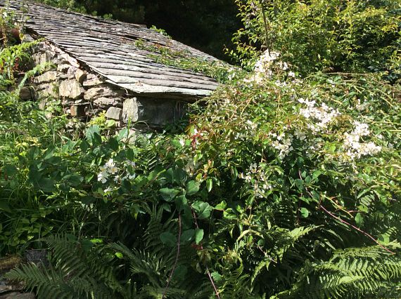 Vegetable Garden