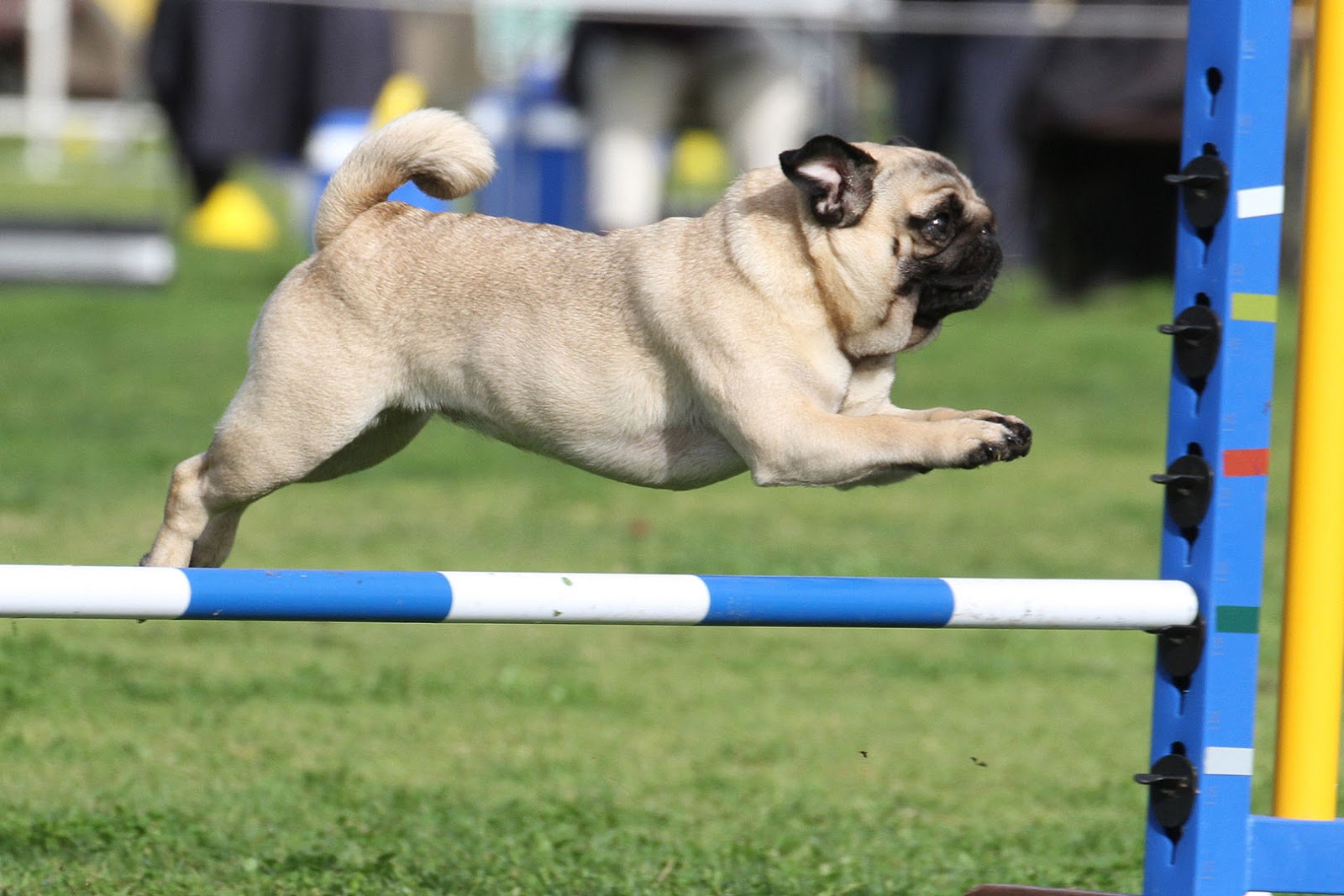 Agility Dog Club of SA Trials November 23 Australian Dog Lover