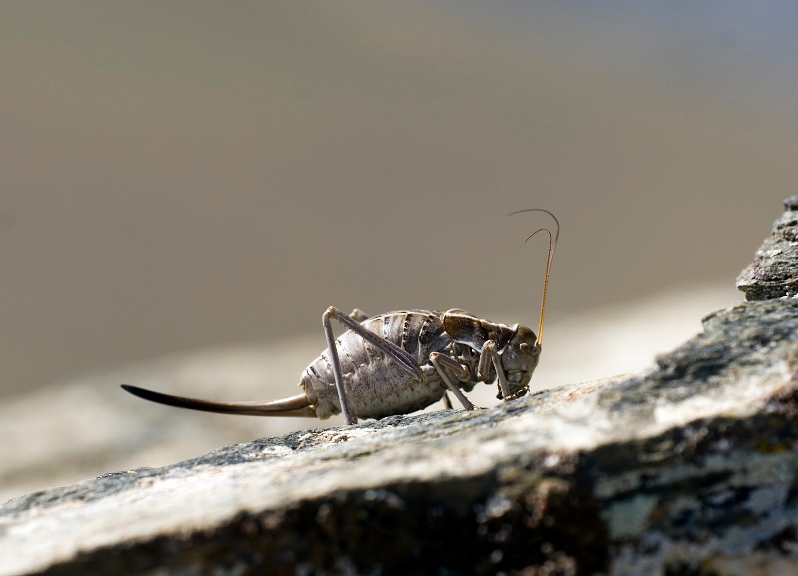 El Blog de Ignacio Henares: Insectos ESPECIALISTAS en alta montaña