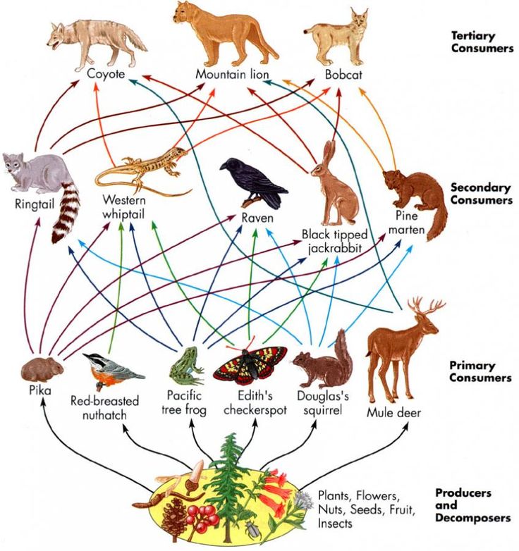 Food Chains And Webs