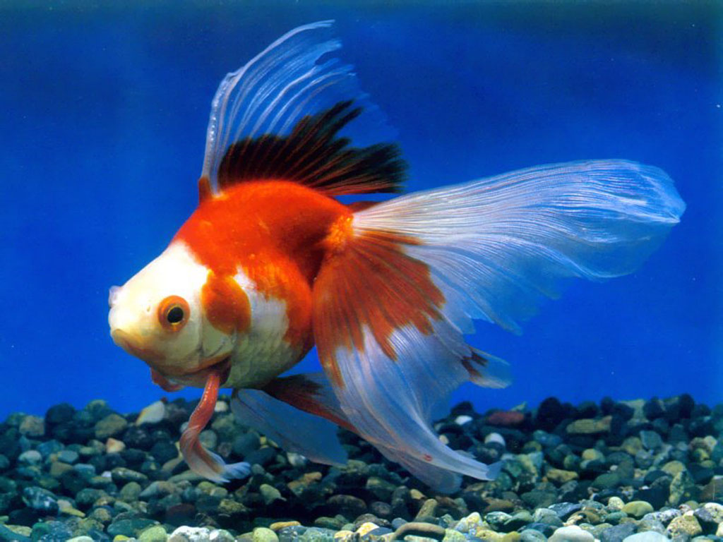 Аквариумные рыбки на т. Рыбка Риукин красный. Золотая рыбка Риукин красный. Рыбка Риукин красно белый. Риукин белый.