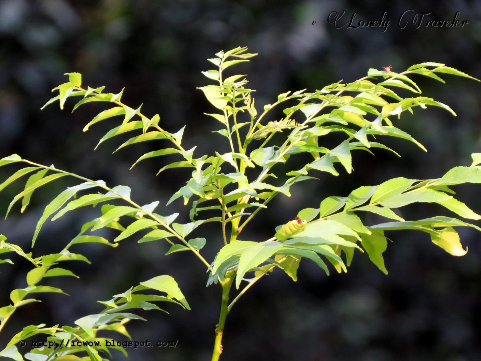 Curry leaf plant Murraya koenigii
