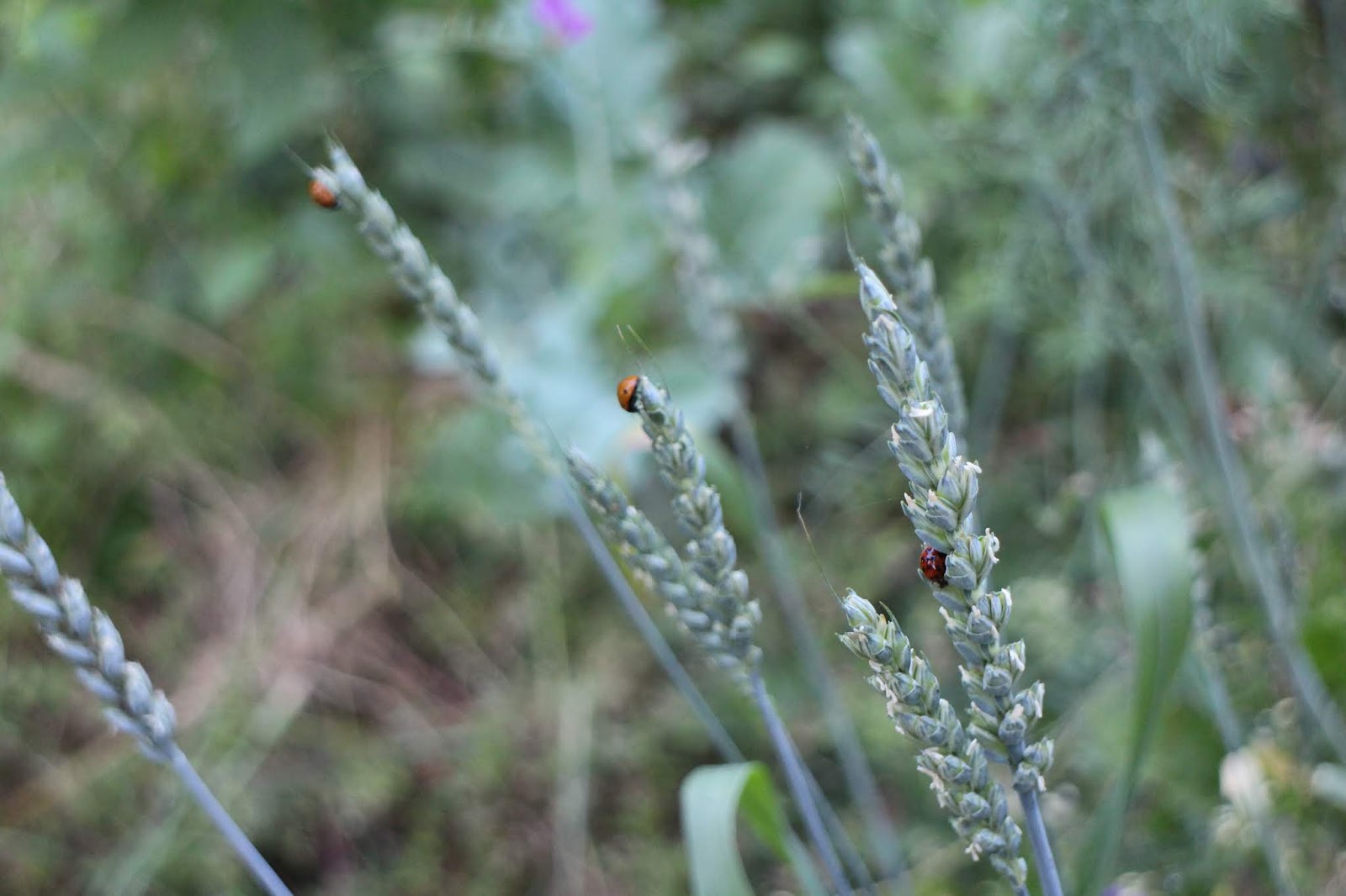ladybug ladybird beetles on spelt seedheads