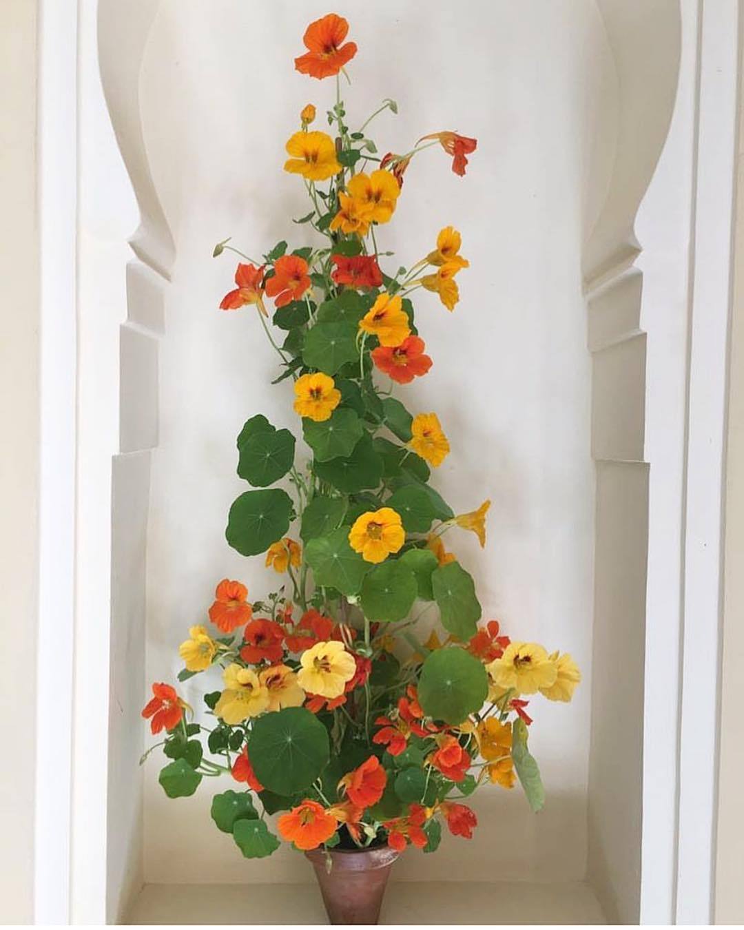 Content in a Cottage Climbing Nasturtiums