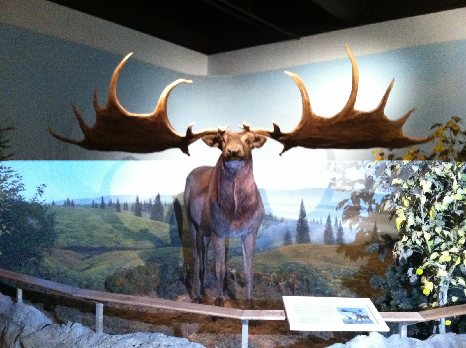 Wildlife and Outdoor Adventures: International Wildlife Museum (Tucson, AZ)