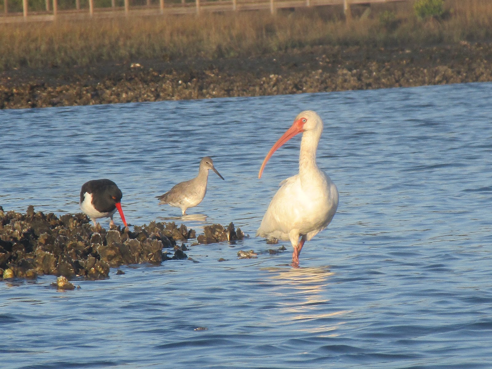 Dave's Yak Tales Cedar Key Christmas Eve