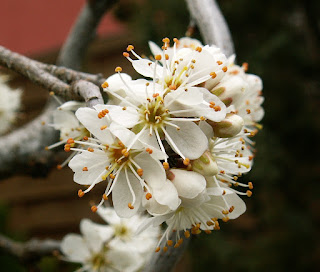 Blackthorn, prunus spinosa, yamadori, blossoms