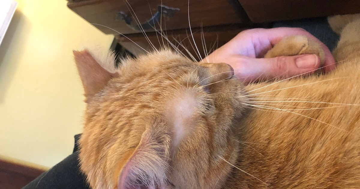 It's all about the cats! Why yes, you can touch my paws