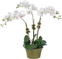 Diane James Home