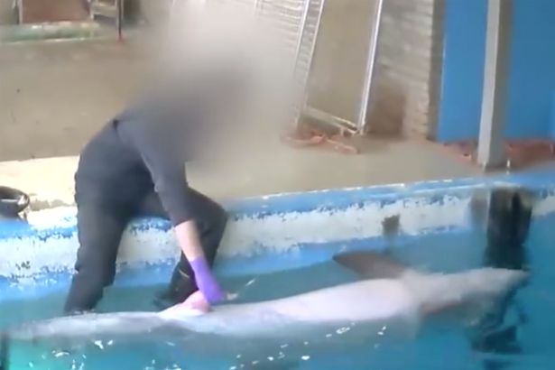 Dolphin Having Sex With Woman 74