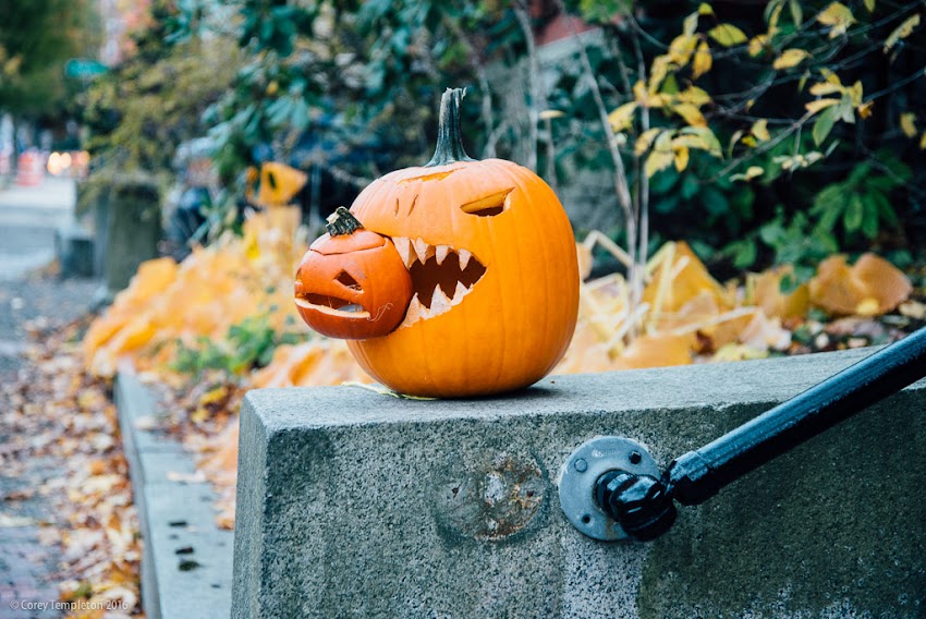 Portland, Maine USA November 2016 pumpkin eating pumpkin halloween autumn carving on Deering Street. Photo by Corey Templeton.