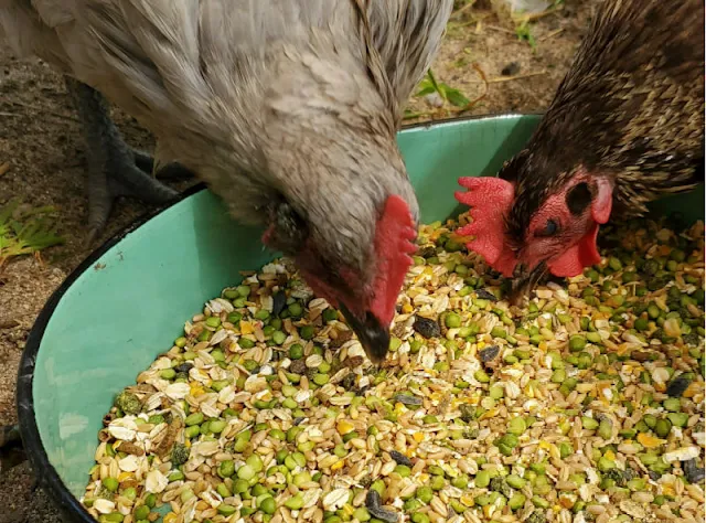 chickens eating grains and seeds