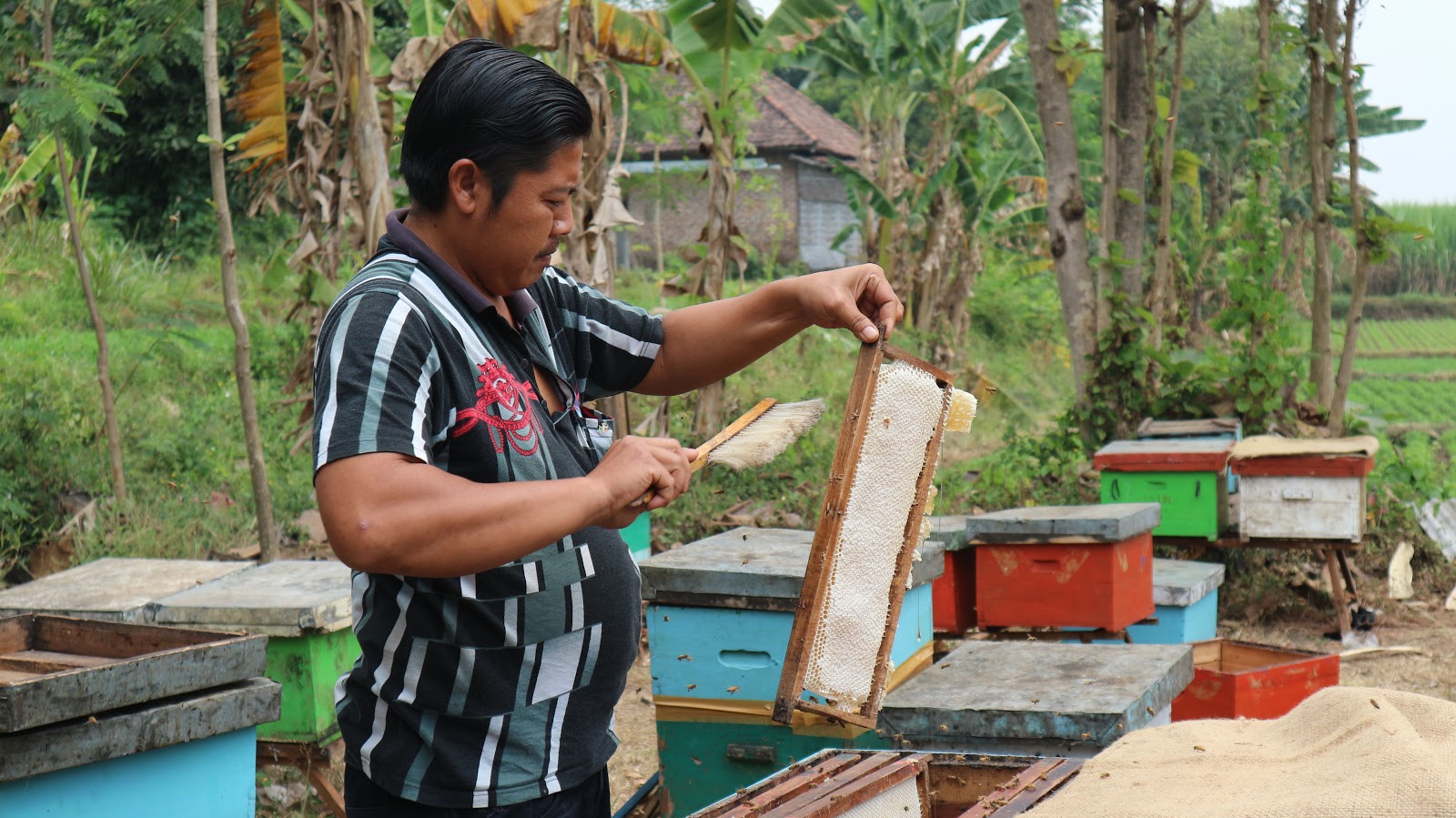 0853-3645-8751, Sarang Lebah Hutan, Harga Sarang, Cara Membuat Sarang