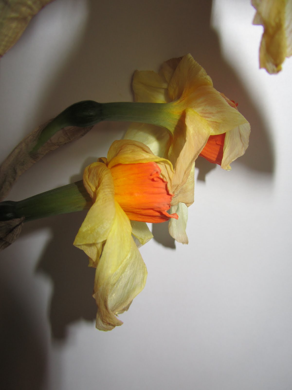 Design Practice The of a Flower.