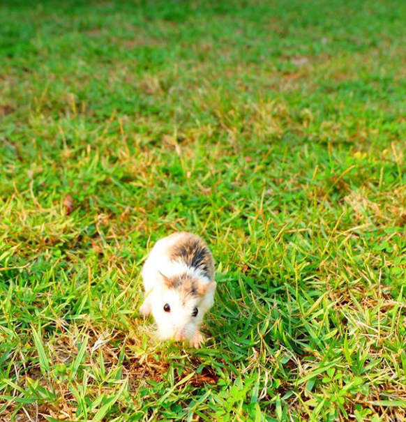 Is Hamster a Good Pet for Kids?