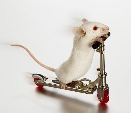 gambar tikus lucu