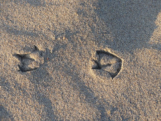 Traces de pas - Empreinte dans le sable - Traces d'animaux Traces de pas - Empreinte dans le sable - Traces d'animaux