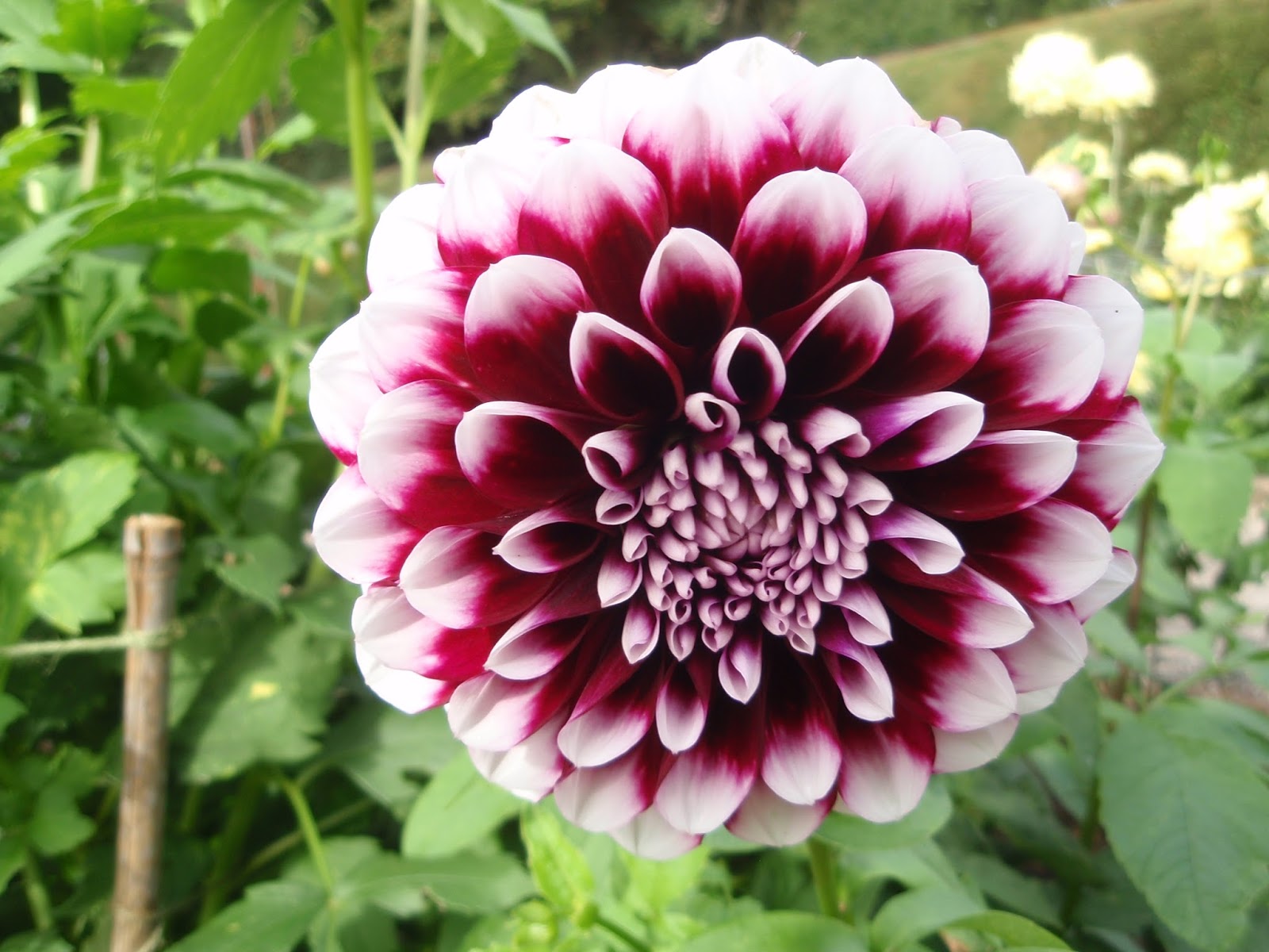 Topical Tens 30th May Flower Month
