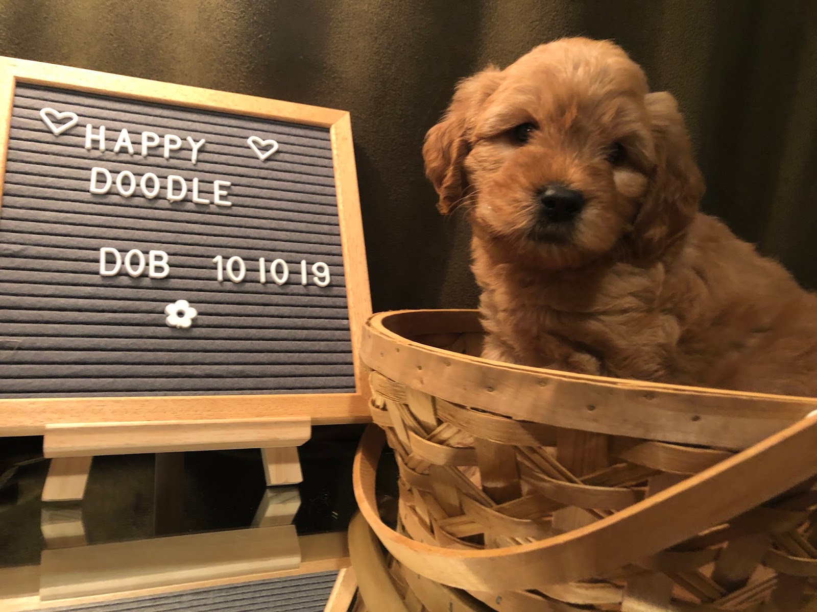 Man Who Bred First Labradoodle Says He Created A Frankenstein S