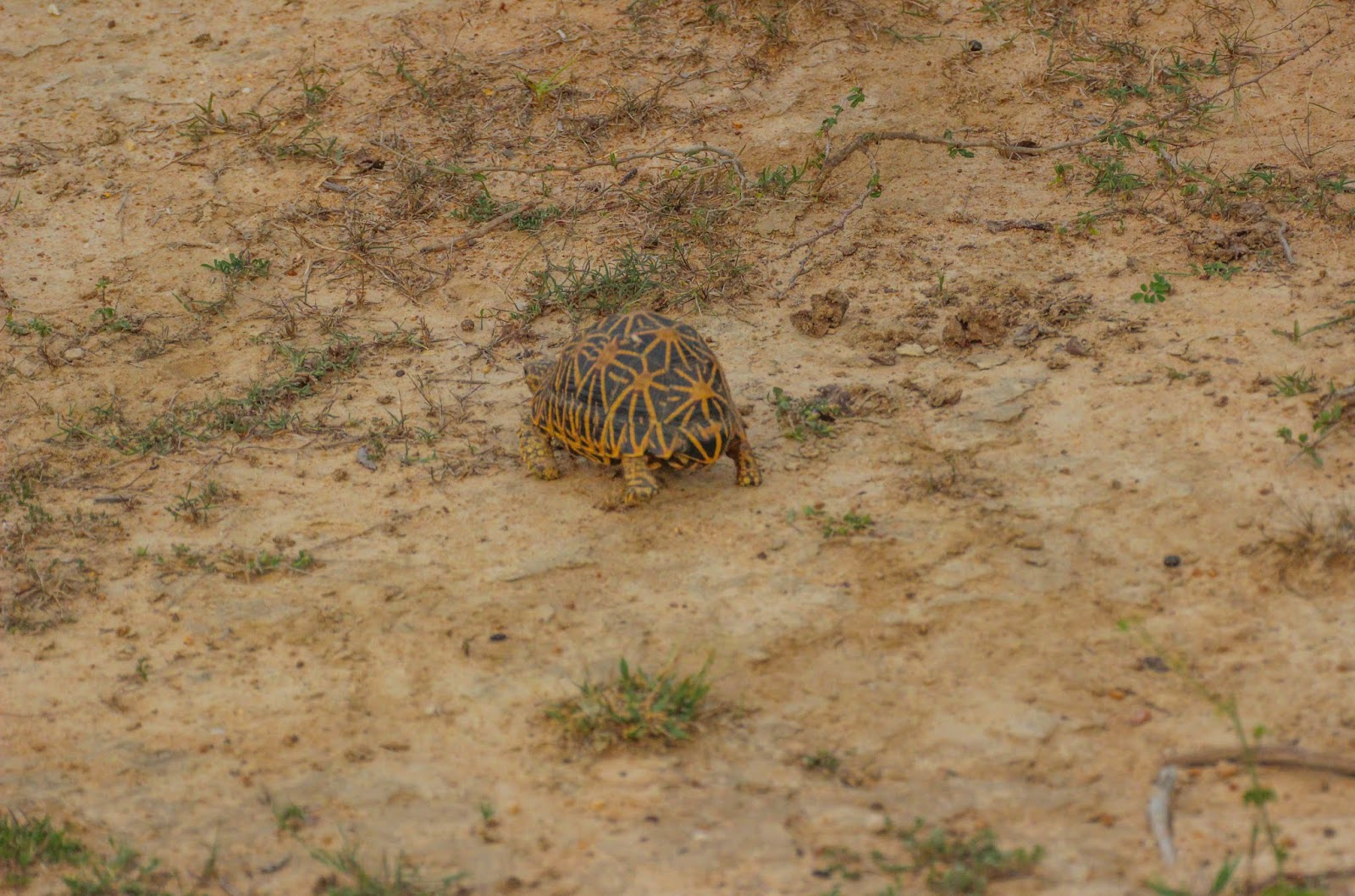 Cannundrums Indian Star Tortoise