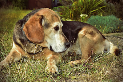 which dog is best for indian climate