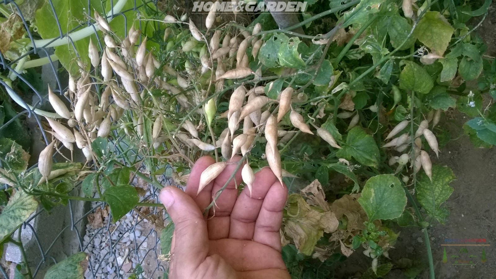 Harvesting Radish Seeds