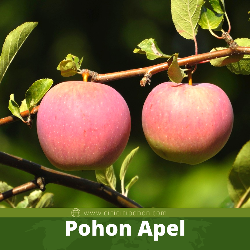 Pohon Apel