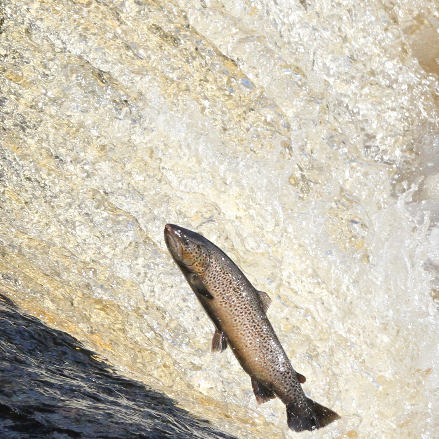 TrogTrogBlog Leaping salmon at Hexham weir