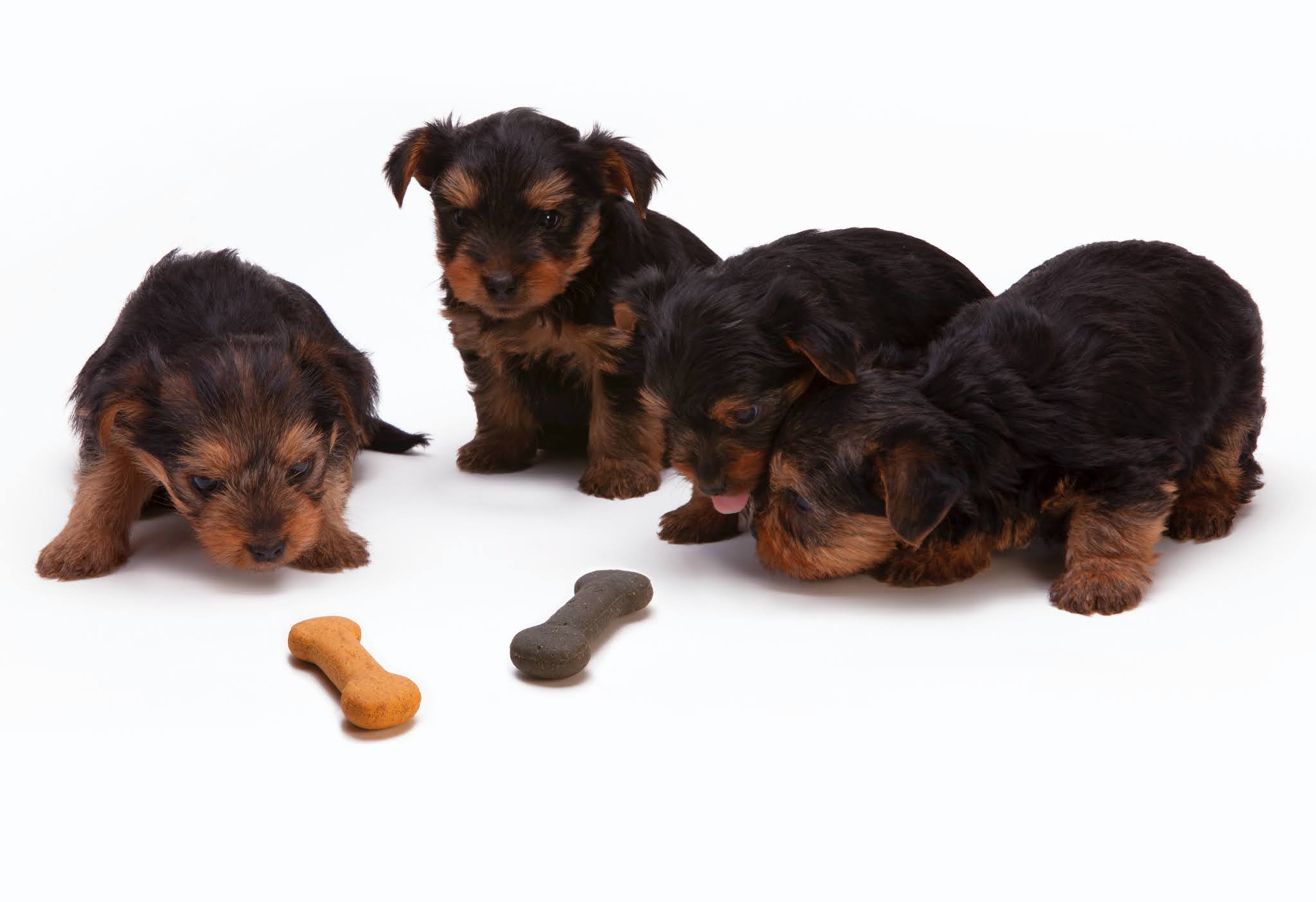 What are the Best Treats for Yorkie Puppies?