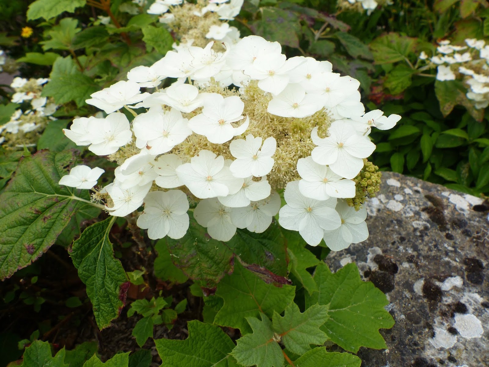 Temps De Jardin Blanc Sur Vert Un Parti Fraicheur Pour L Ete