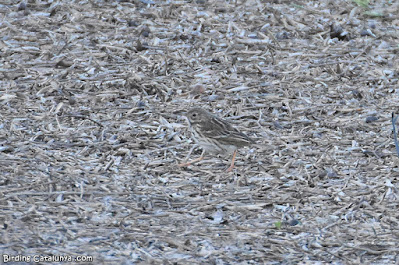 Titella (Anthus pratensis)