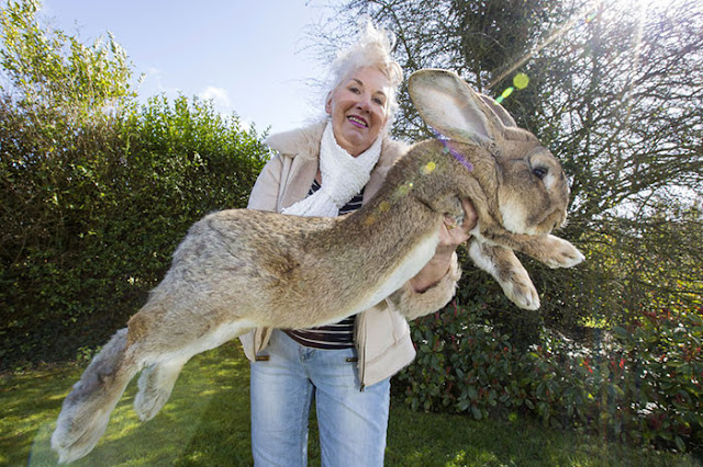 World Biggest Rabbit is missing from its owner's home