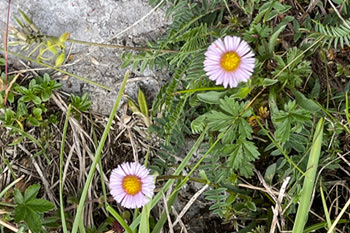 Erigeron alpinus (Cespica alpina)