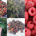 Raspberries in Swat - Rubus Idaeus-Rubus Crataegifolius