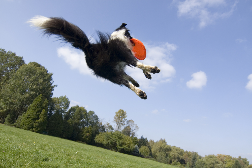 Fly catch. Собака прыгает в высоту. Фрисби для собак. Собака летит с горы. Собака в прыжке.