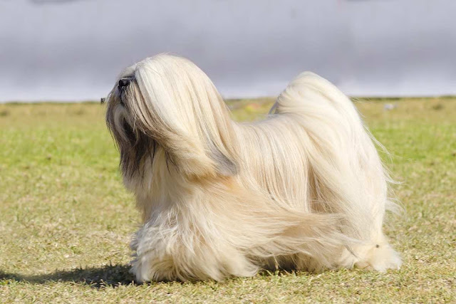 Lhasa Apso