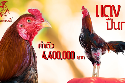 Hampir 2 M, Ini Ayam Pama Senapan Mesin Merah (RED MACHINE GUN) Terbaik Milik NOOMERONGMEE FARM