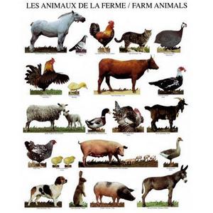 PRINCIPLES OF ANIMAL PRODUCTION: Principles of Animal Production